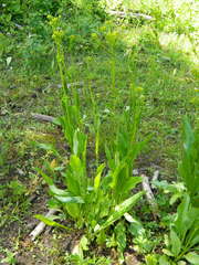 Senecio hydrophiloides