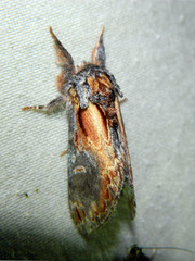 Notodonta scitipennis