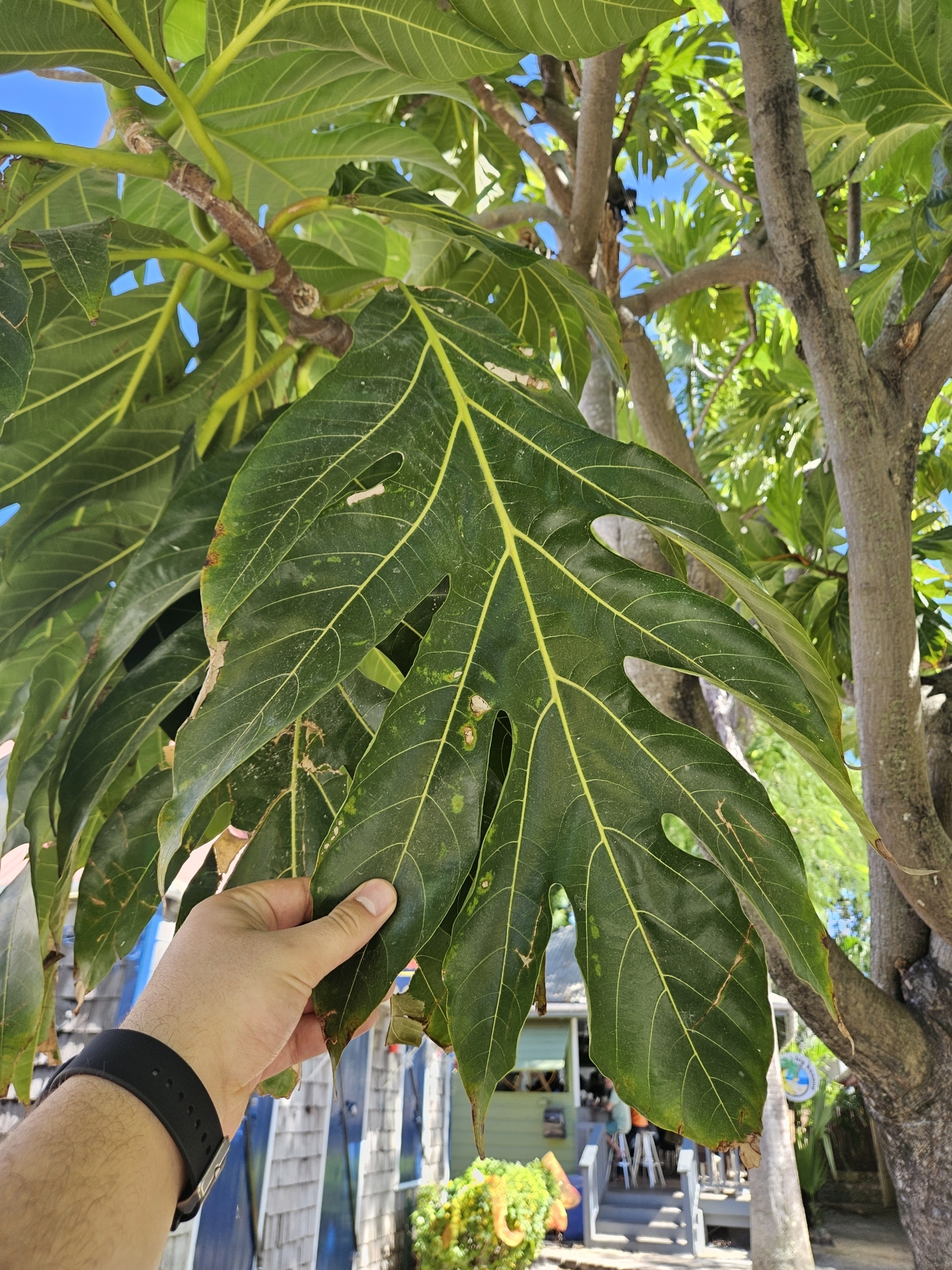 Imagem de Fruta-pão