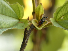 Trachelophorus giraffa