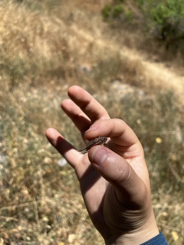 iNaturalist observation photo of Tibicinoides