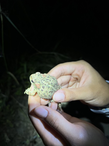 iNaturalist observation photo of Western Toad