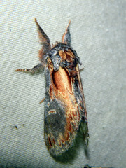 Notodonta scitipennis