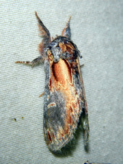 Notodonta scitipennis