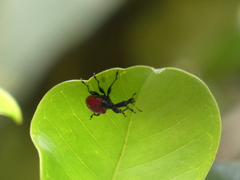 Trachelophorus giraffa