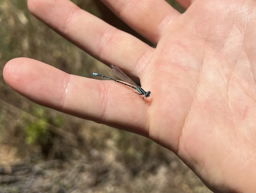 iNaturalist observation photo of Western Forktail