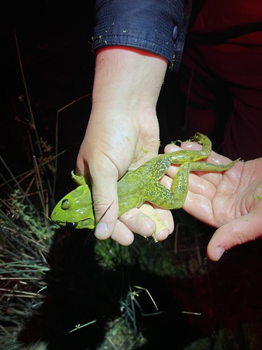 iNaturalist observation photo of American Bullfrog