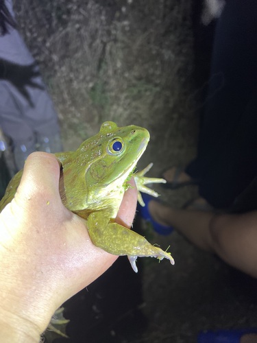 iNaturalist observation photo of American Bullfrog