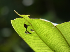 Trachelophorus giraffa