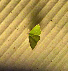 Comostola leucomerata