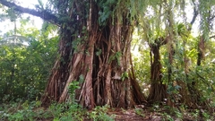 Ficus prolixa