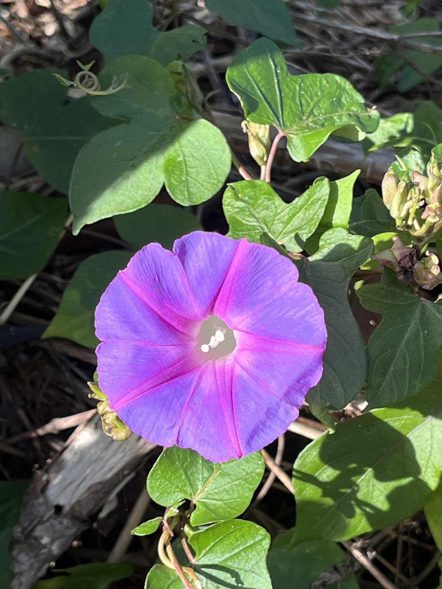 Imagem de Flor de janeiro