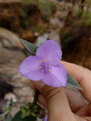 Tradescantia crassifolia