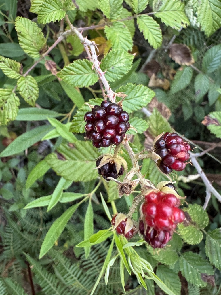 South African Raspberry from Wedderwill, Cape Town, Western Cape, ZA on ...