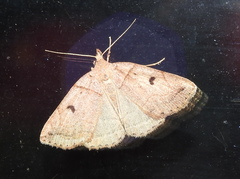 Zanclognatha laevigata