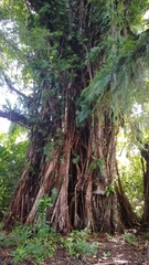 Ficus prolixa