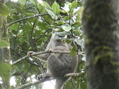 Eulemur rufifrons