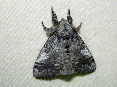 Dasychira vagans