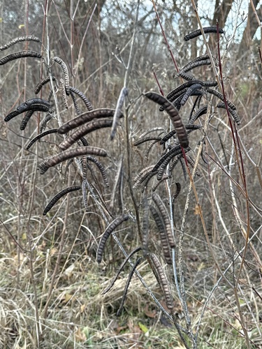 Fedegoso