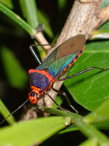 Sphictyrtus caymanensis