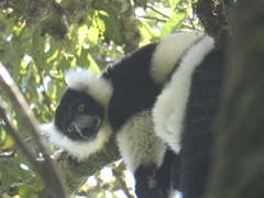 Varecia variegata