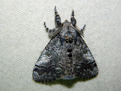 Dasychira vagans