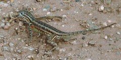 Sceloporus graciosus graciosus