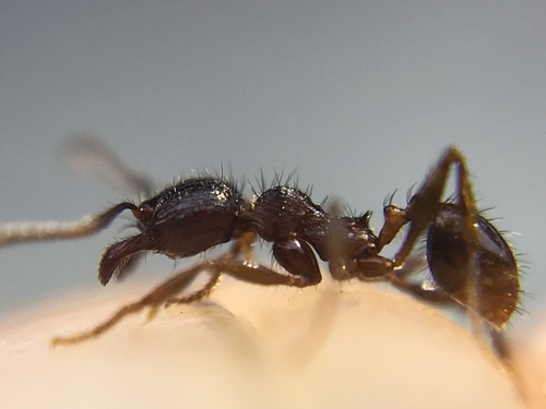 Pheidole fimbriata