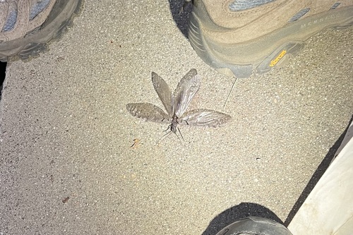 iNaturalist observation photo of Neohermes filicornis