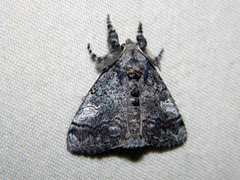 Dasychira vagans