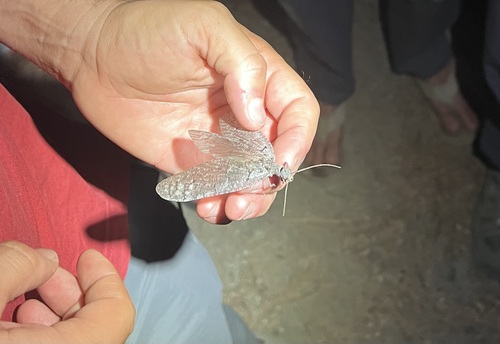 iNaturalist observation photo of Neohermes filicornis