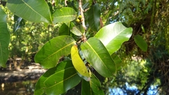 Ficus prolixa