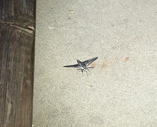 iNaturalist observation photo of Elegant Sphinx