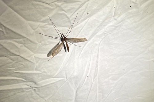 iNaturalist observation photo of Giant Western Crane Fly