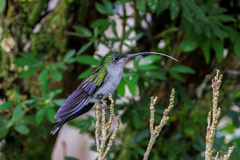 Gray-Breasted Sabrewing photo 2
