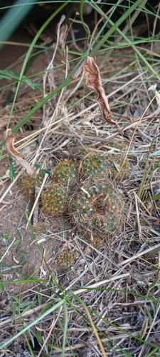 Frailea pumila