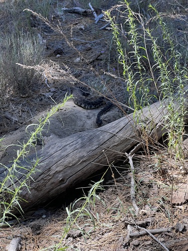 iNaturalist observation photo of Southern Pacific Rattlesnake