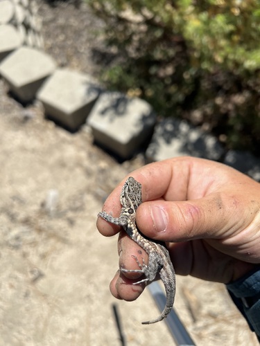 iNaturalist observation photo of Western Side-blotched Lizard