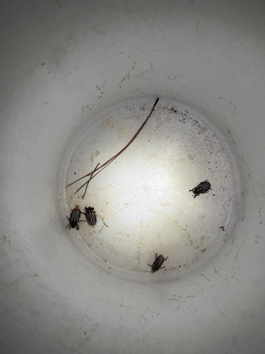 iNaturalist observation photo of Lined June Beetles