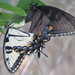 Eastern Tiger Swallowtail - Photo (c) Jennifer Linde, some rights reserved (CC BY-NC), uploaded by Jennifer Linde