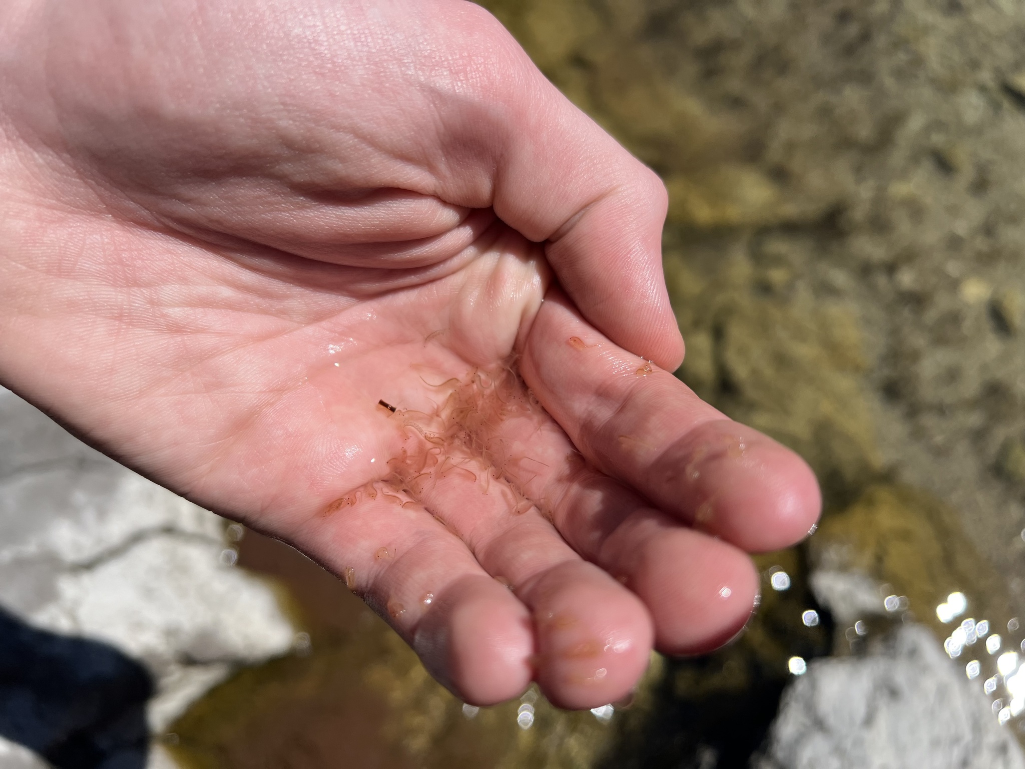 Artemia monica Verrill, 1869