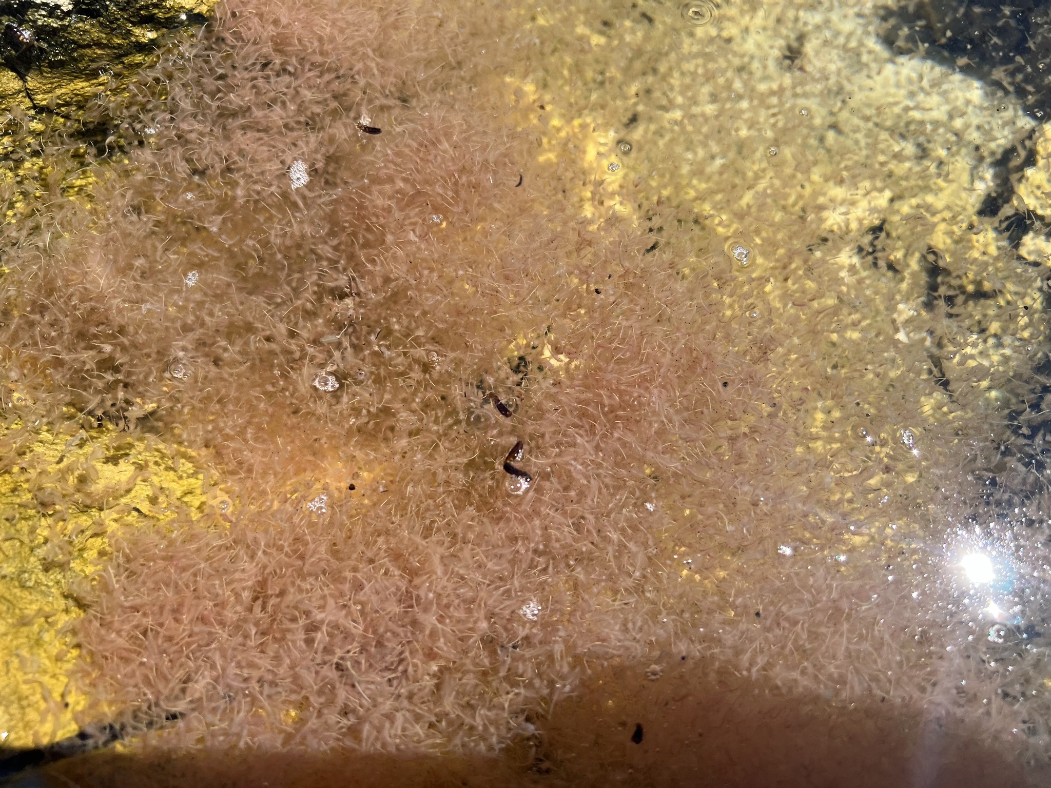 Artemia monica Verrill, 1869