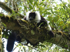 Varecia variegata