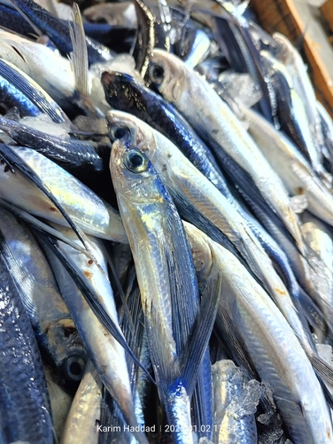 Black wing flyingfish (Hirundichthys rondeletii) — Exocoetidae — 3