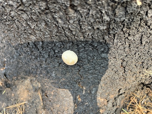 iNaturalist observation photo of Veiled Polypore