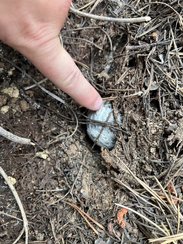 iNaturalist observation photo of Hornets and Yellowjackets