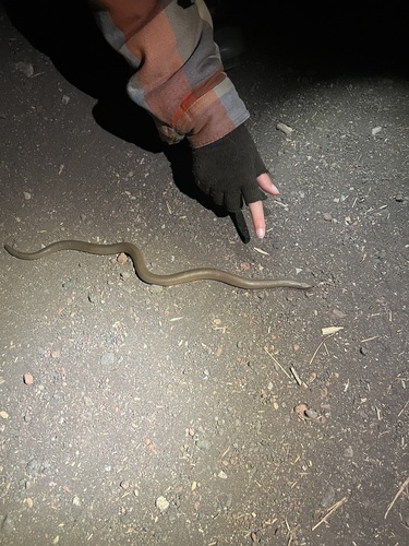 iNaturalist observation photo of Northern Rubber Boa