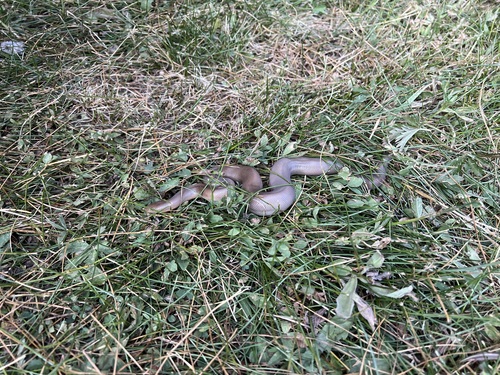 iNaturalist observation photo of Northern Rubber Boa