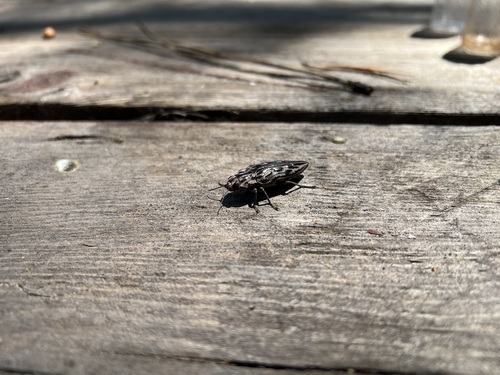 iNaturalist observation photo of Western Sculptured Pine Borer