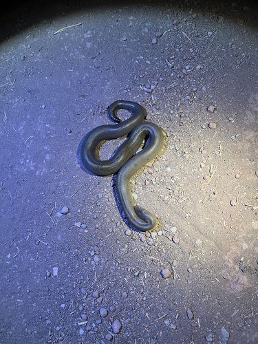 iNaturalist observation photo of Northern Rubber Boa